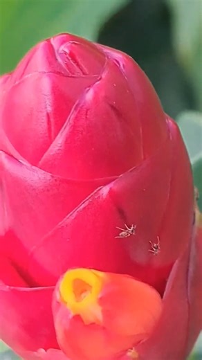 Ants on the ginger flower (姜花上的蚂蚁) [Semut pada bunga halia]