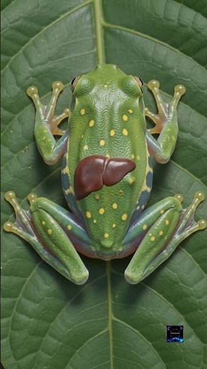 The Animal That Can Turn Invisible! 🐸👻#glassfrog #animals #nature #wildlife #science #animalfacts