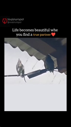 viralshortspot on Instagram: "Life becomes truly beautiful when you find a true partner—not just someone who stands beside you in the sunshine, but someone who stays even when the skies turn grey. Just like these two birds resting together, real companionship is about trust, comfort, and silent understanding. There’s no need for constant words when hearts already speak the same language. A true partner shares your struggles, celebrates your small victories, and becomes your safe place in a noisy