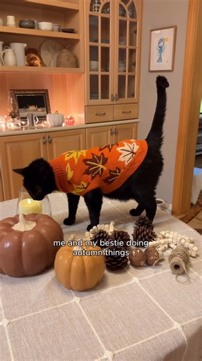 Fresh Step | Cat Litter on Instagram: "Falling for cozy vibes and 30-day odor control with Fresh Step Heavy Duty litter. 🐾​ ​ Febreze is used under license from The Procter & Gamble Company or its affiliates.​ #FallVibes #PumpkinSeason #CozySeason #CatParents #CatLife"