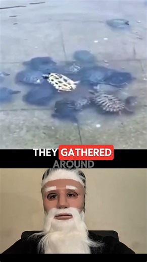 Turtles Team Up To Rescue One Flipped On Its Back!