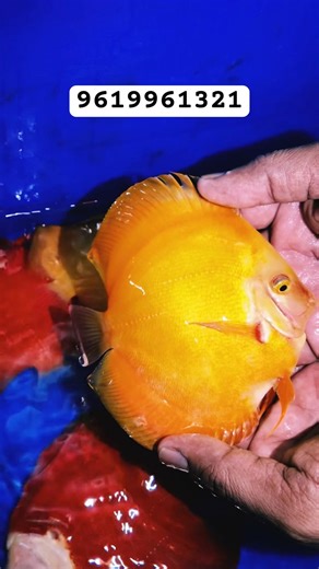 LAAL PILA QULABI HARA NILA #discusfish #discus #exoticaquariumfish