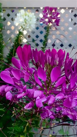 Flowers Blooming in Fall (September, 2025)