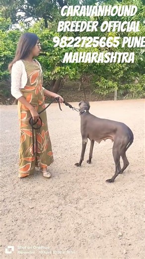 #caravanhound #puppy #dog #viral #instareels #shorts #hound #love #farmer #pets #reels #trending