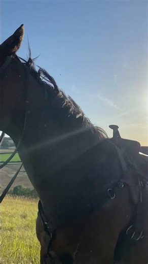 Horse startled after getting caught in sheep fence in Buchet, France