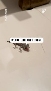 The cutest Geko EVER!! | Pubity