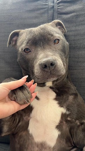 A bestfriend for life🤍🐾 #funnydog #staffy #dog #lover | The Blue Staffy