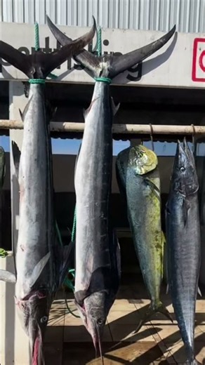 4 Striped Marlin! Baja Fishing Bums Crush San Quintín w/ Capt Chiflo 🎣🔥
