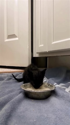 Slow head lift cat fail — funny cat meme clip