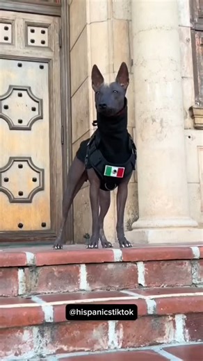 Hispanixs on Instagram: "My name is Maximus Decimus Meridius #mynameisjeff"