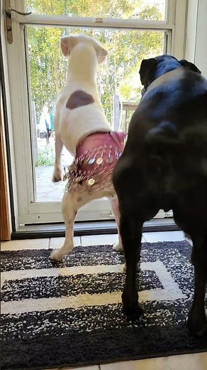 Boxer Wiggles In Belly Dancing Skirt || ViralHog