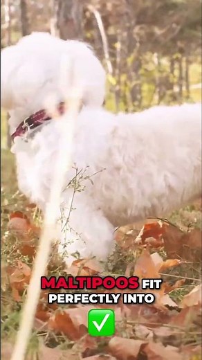 Maltipoos Are Basically Perfect Family Dogs #doglovers #familypets