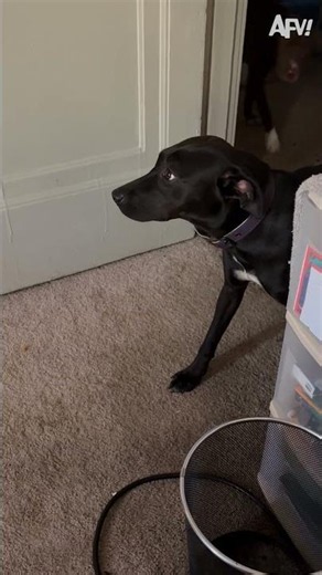 We have to get to the bottom of this... 🤣 #afv #fail #dogs