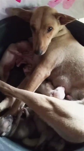 Mommy dog give birth #dog #puppy #shortvideo #dogshorts #doglover #dogvideos
