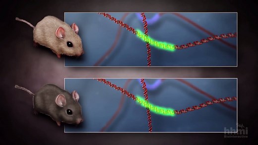 14K views · 228 reactions | The rock pocket mouse is a spectacular example of natural selection over a very short time period. See how to tell an evolution story in less than one minute with this video. | BioInteractive | Facebook