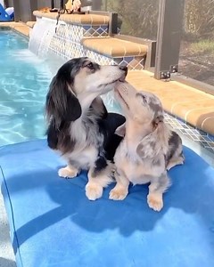 59K views · 4.8K reactions | Kisses by the pool  Insta: @zada.and.luna | Sausage Dog Central | Facebook