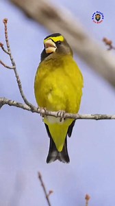 🔥 The Evening Grosbeak 🐦💛 is one of North America’s most eye-catching birds — bold colors, a chunky superhero beak 😮, and serious winter vibes ❄️🌲 #EveningGrosbeak #BirdTok #viralpage #wildlife #viral #knowanytime | Know Anytime