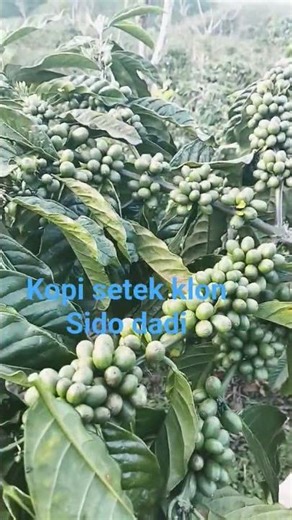 Sido dadi clone coffee cuttings ll video shorts