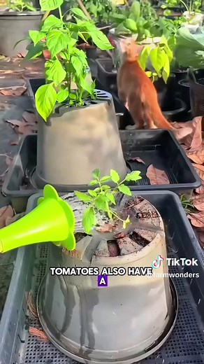 Why Grow Tomatoes Upside Down? Gardening Tips
