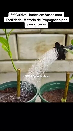 Cultive Limões em Vasos com Facilidade: Método de Propagação por Estaquia!