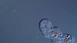 Amoeba Under Microscope 400x Magnification Protozoa Stock Footage Video (100% Royalty-free) 3788839269 | Shutterstock