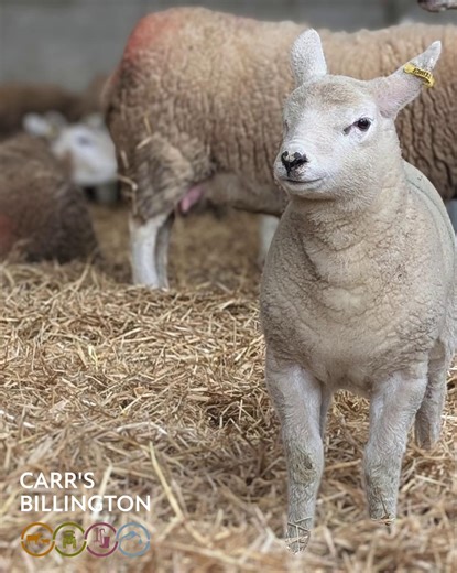 🐑 Lambing Success Starts Today: Ensure your lambs get the best start with Lactovis 🍼 Lactovis is a high energy lamb milk replacer designed to support strong, healthy growth from day one. It mixes easily in warm or cold water and stays fresh for 24 hours. ✅ Fully formulated ✅ Available in Instant and Freeflow ✅ Highly digestible formula for fast, efficient early growth ⚡ Farm proven performance: Our 2024 lamb trial showed excellent growth rates with all lambs successfully reared. 📊 Read the fu