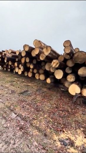 We can’t wait to share more photos from firewood fest, but until we get those together, enjoy learning more about the materials we use for our homes! #loghome #cabinlife #homebuild #log cabin | Meadowlark Log Homes