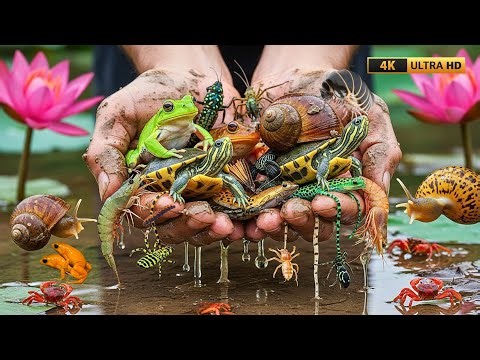 Catching Strange Insects & Aquatic Creatures in Forests, Rivers & Mountains