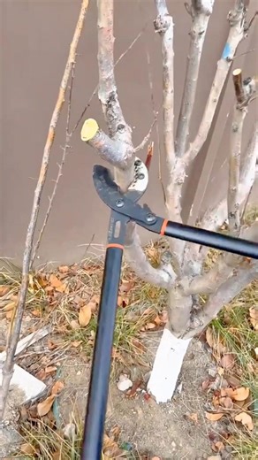 Pruning Tree Branches with Long Handled Loppers for Healthy and Proper Growth #shorts