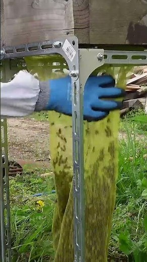 Capturing a Swarm of Japanese Honeybees High Up in the Trees