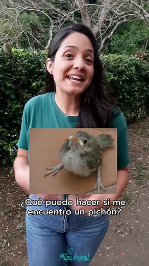 ¿Qué hacer si te encuentras un pichón? Aquí te contamos lo que debes saber para poder ayudar de la mejor manera. #ave #aves #pajaro #pichon #pichones #polluelos #animalsilvestre #faunasilvestre #primerosauxilios #primerosauxiliosveterinarios #medicinaveterinaria #naturaleza #medioambiente #educacionambiental #aprendeentiktok