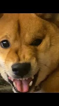 shiba inu progressively gets more and more angry