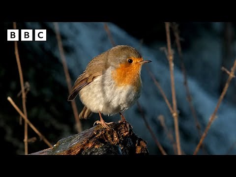 🔴 LIVE wildlife cameras ❄️ 22 January 🐦 BBC Winterwatch 2026