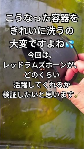 レッドラムズホーンの洗浄力は如何に🤔#ゆたかなメダカ#宮崎#めだか#メダカ#アクアリウム#魚#ペット#aquarium