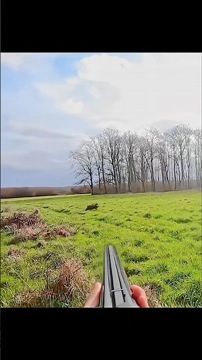 Chasse au sanglier au fusil de chasse#chasse #hunting #cinghiale #jabali #battue #wildboar
