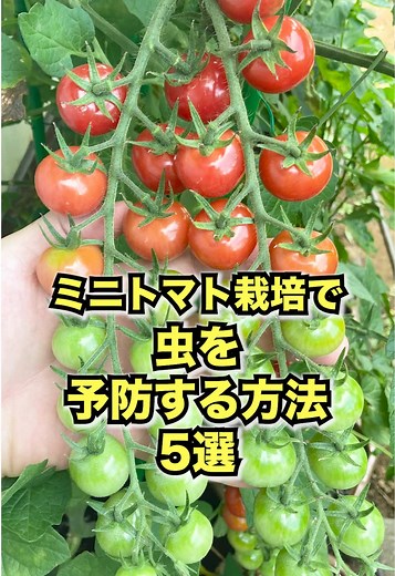 虫を予防するためのミニトマト栽培方法5選