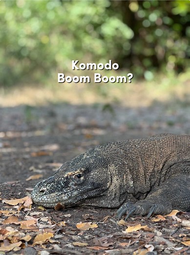 Unexpected wildlife encounter during our Komodo Island tour 😅 We spent the day trekking through the islands hoping to spot Komodo dragons, but we definitely didn't expect to find them like this 👀 Komodo dragons are found only on a handful of Indonesian islands, including Komodo, Rinca and Flores. You can book a 3 or 4 day boat tour of Komodo National Park to see these big lizards in person 🦎 stay tuned for more posts on the tour we booked! Komodo dragons, Komodo Island tour, Komodo mating, Ko