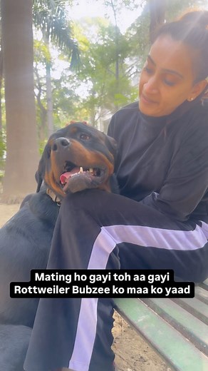 Namita Dua - Namitaology (BUBZEE , LADY OLLIE & ZOEY) on Instagram: "Rottweiler Bubzee Finally Gets Back To Mumma After Regular Mating With Lady Ollie . . . [rottweiler,rottweiler dog,rottweiler puppies,rottweiler puppy,funny rottweiler,rottweilers,rottweiler guard dog,rottweiler protection dog,cutest rottweiler dogs,rottweiler funny,rottweiler for sale,rottweiler 101,rottweiler compilation,rottweiler puppies for sale,funny rottweiler compilation,rottweiler training,pitbull vs rottweiler,big rot