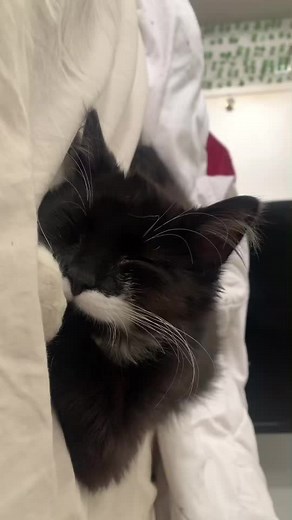 Peaceful Cat Napping Between Soft Fabrics