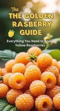 The Golden Raspberry Guide: Everything You Need to Know About Yellow Raspberries