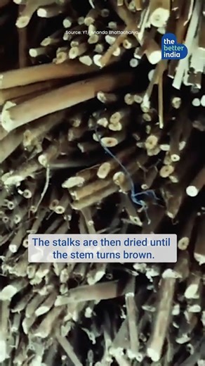 78K views · 2.2K reactions | Usually grown in #Bengal, it comes from the sholapith plant, which covers the Sundarban delta during the monsoon season. While Sholapith art is even exported to different countries, a lot of workers are switching to better opportunities since the profession doesn’t pay much. | TheBetterIndia | Facebook