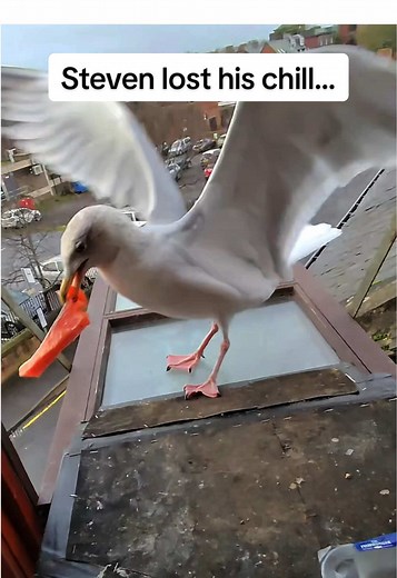 So far the patience training has been a 5 year game… #fyp #foryou #seagull #feedingsteven #birds