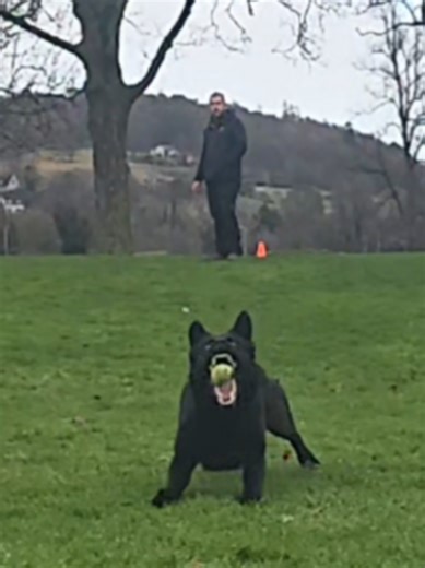 Protection Dog Training with Alpha K9