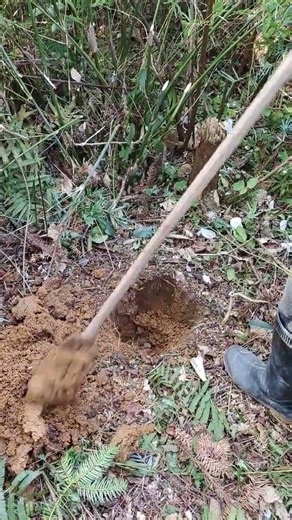 Unveiling the Hidden Beauty: Wild Yam Grows Under Bamboo Roots