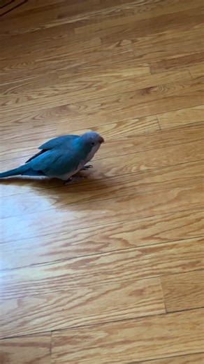Quaker Parrots and Their Slipper Obsession
