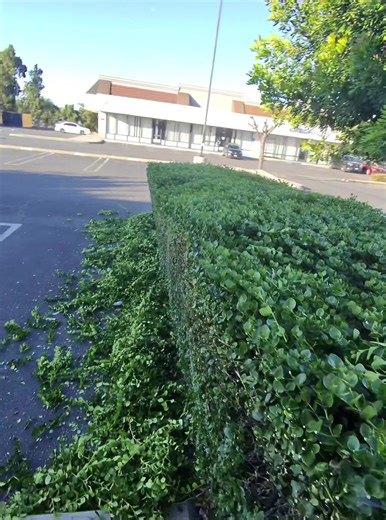 Overgrown bush trimming #gardening#plants#lawncare#fyp#greenlife | Gardening