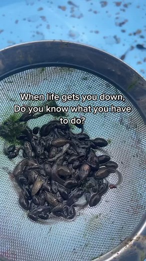 Keep Swimming: Embrace Life's Challenges