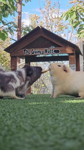 Funny Guinea Pigs in Bucket Drama