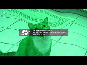 Shortest Video 1 Effects (Derp What The Flip Csupo Effects)