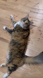 How many more cats do you need to hit your number? 😺 follow @mika.and.mocha #cats #mikaandmoca | Mika and Mocha
